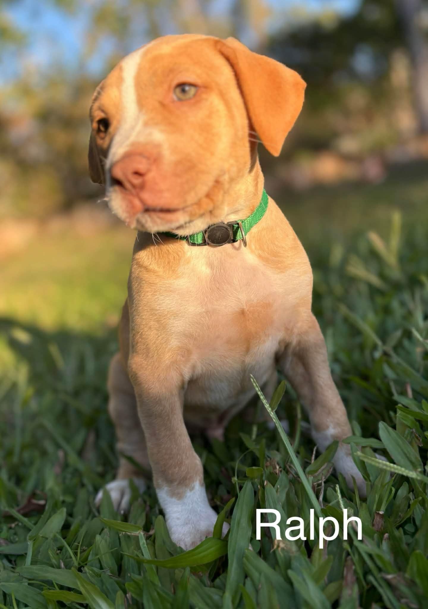 Ralph Ralph